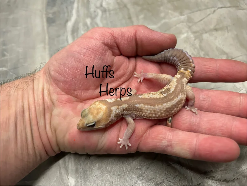 Caramel Zulu
