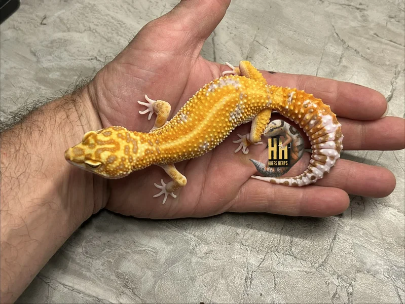 Red Diamond Cross High Contrast Tangerine Tremper pos het Eclipse