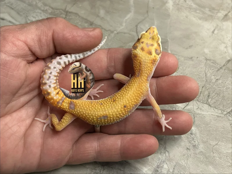 Tangerine Radar pos W&Y
