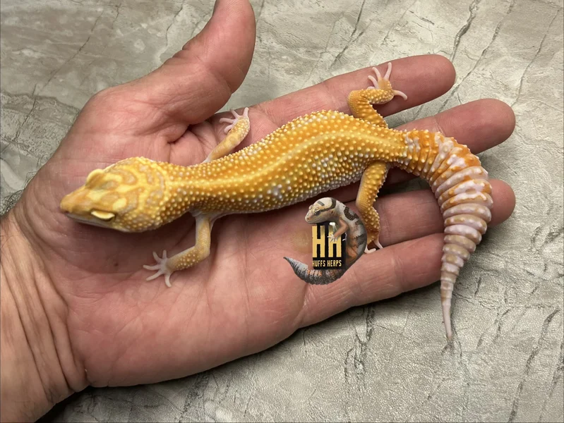 Red Diamond Cross High Contrast Tangerine Tremper pos het Eclipse
