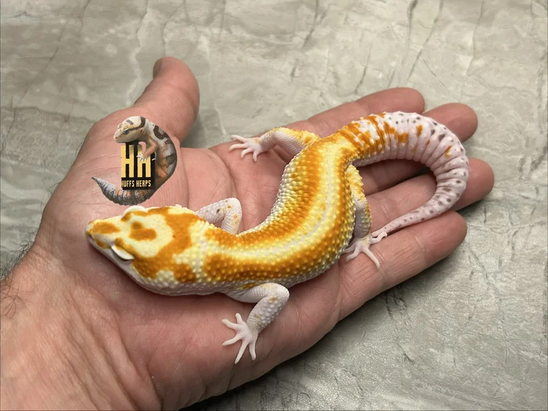 Striped Mack Snow W&Y Tangerine Bell Albino pos het Eclipse