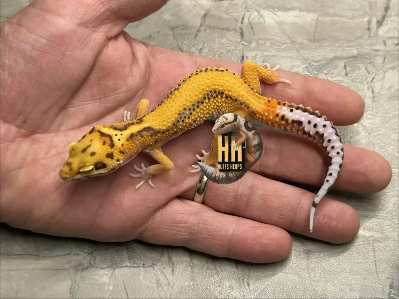Tangerine Bold Stripe Bell Albino