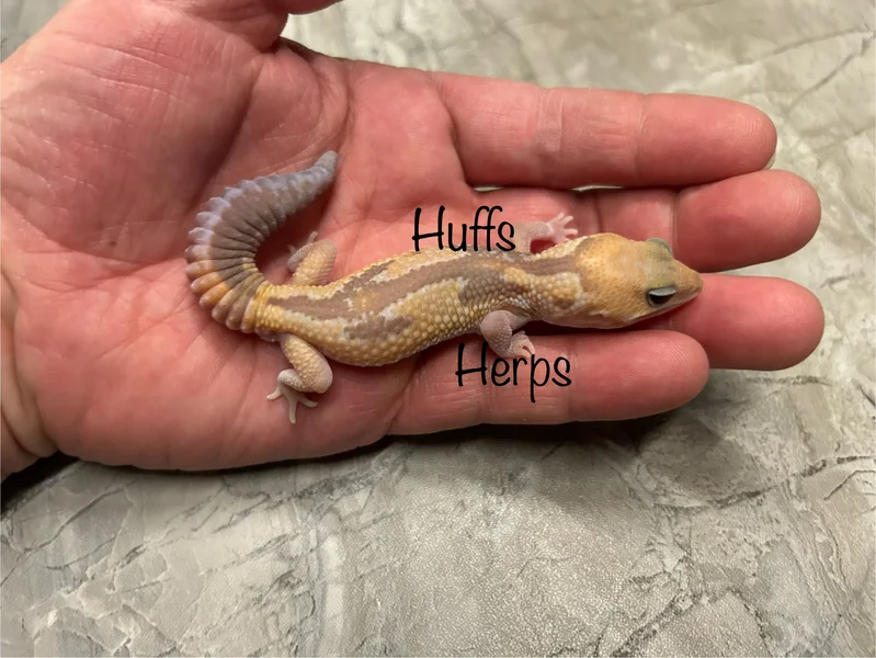 Caramel Zulu
