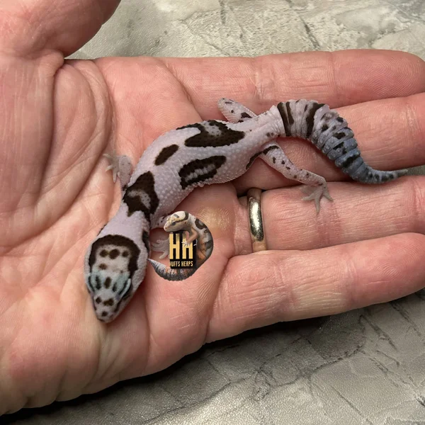 Aberrant WhiteOut Oreo Het Patternless