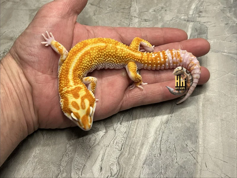 Red Diamond Cross High Contrast Tangerine Tremper pos het Eclipse