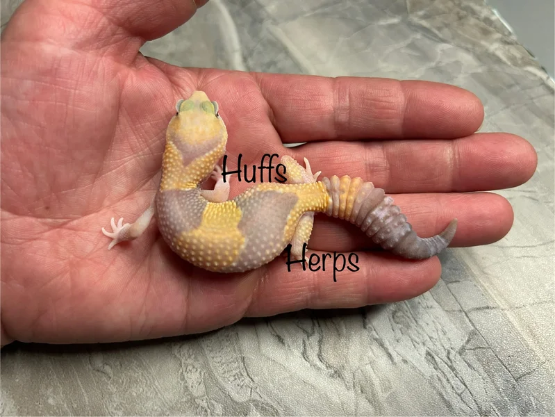 Tangerine Amelanistic Ghost PET ONLY