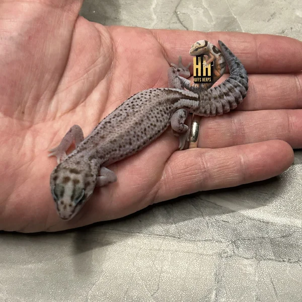 Oreo Patternless