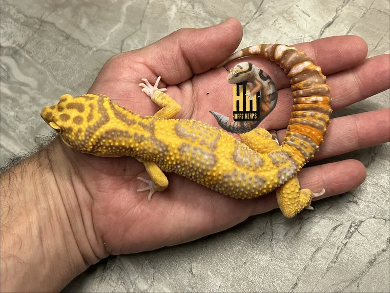 Bold High Contrast Tangerine Tremper