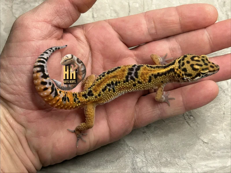 Joker/Clown Het Tremper