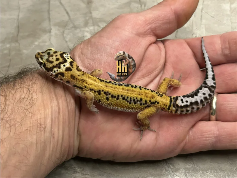 Bold/Tangerine Cross