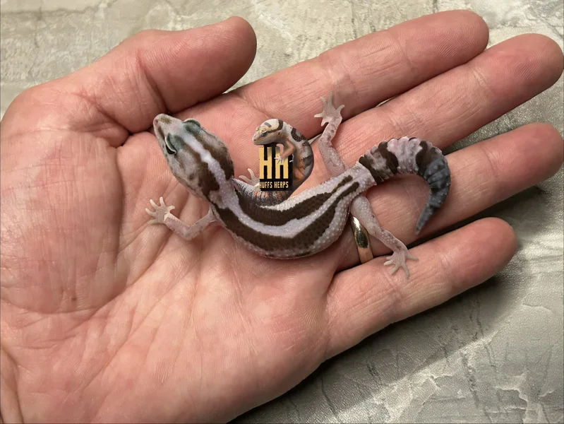 Striped Oreo Zulu