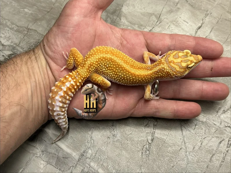 Red Diamond Cross High Contrast Tangerine Tremper pos het Eclipse