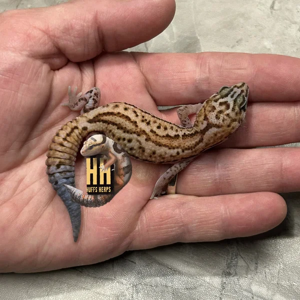 Tangerine WhiteOut Patternless Het Oreo