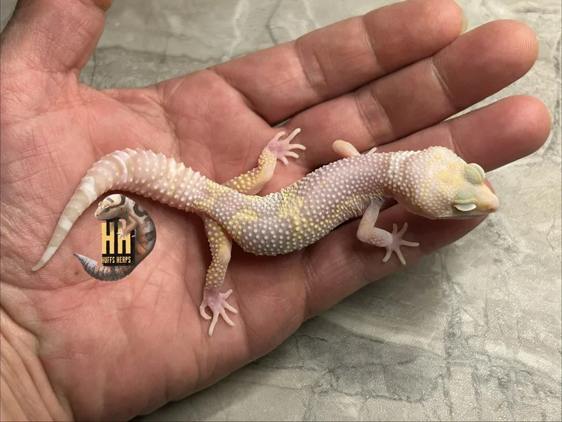Black Night Tremper Mack Snow Het Eclipse