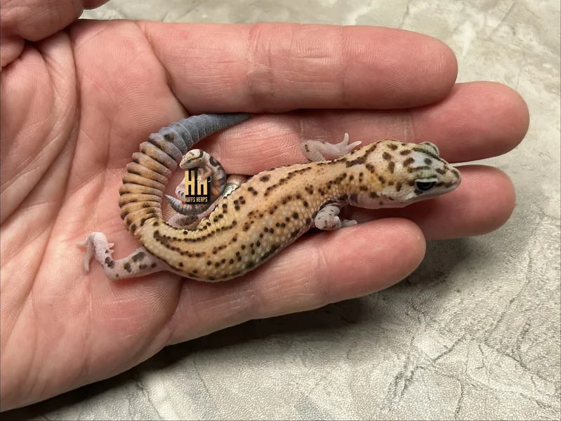 Tangerine WhiteOut Patternless Het Oreo