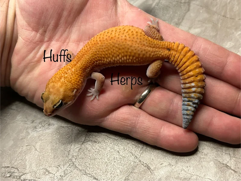 Tangerine Patternless Het Amelanistic pos het Ghost