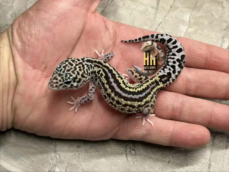 Reverse Stripe Eclipse (pos Mack Snow)