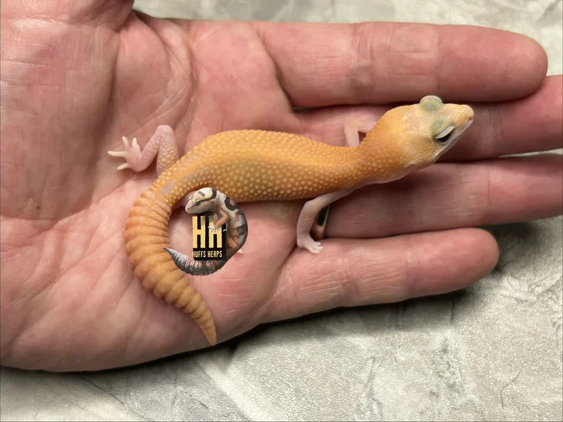 Tangerine Amelanistic Patternless pos het Oreo