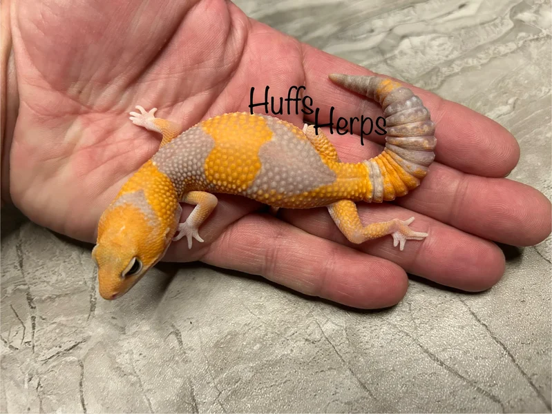 Tangerine Amelanistic pos het Ghost pos het Patternless pos het Oreo