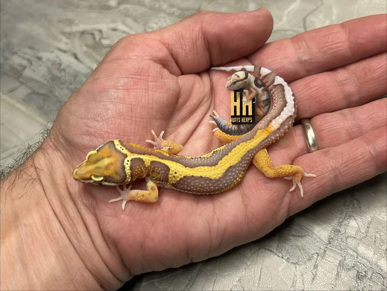 "Extreme Bellognia" Bold Stipe Bell Albino