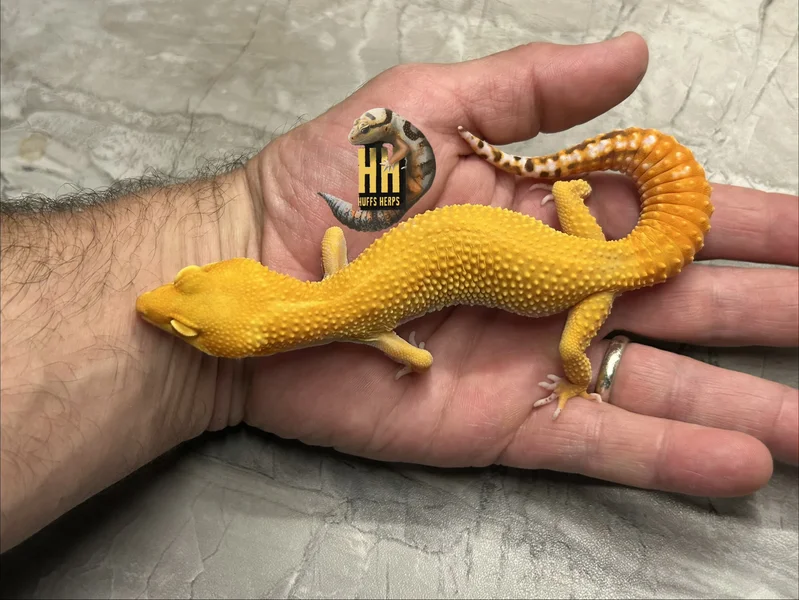 Tangerine Bell Albino pos het Eclipse