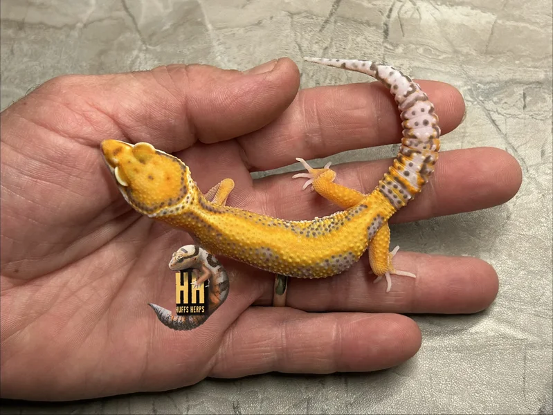 Tangerine Bell Albino
