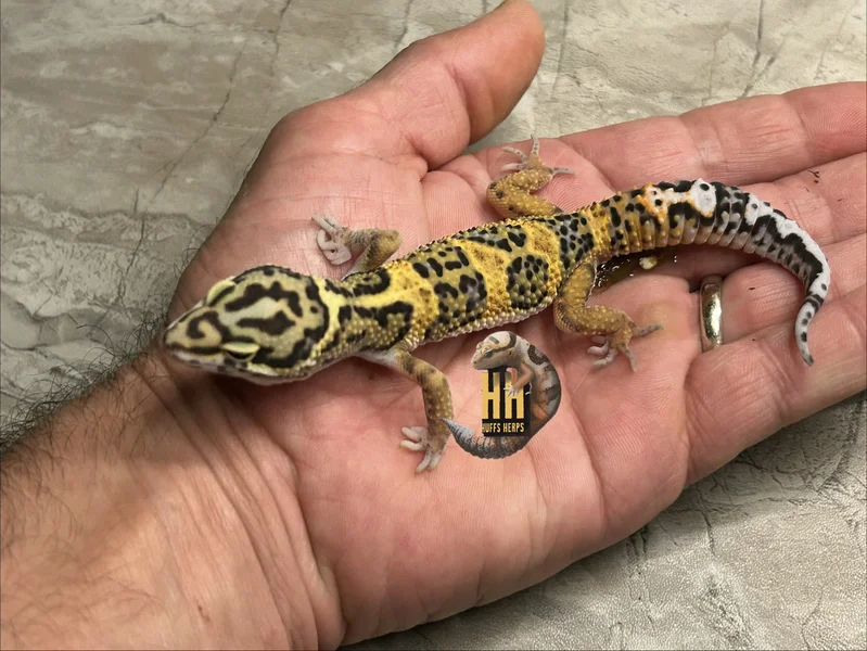 "Extreme Bellognia" Bold/Tangerine Cross
