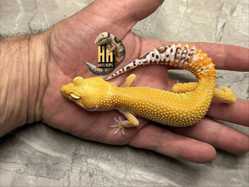 Tangerine Bell SHBCT pos het Eclipse