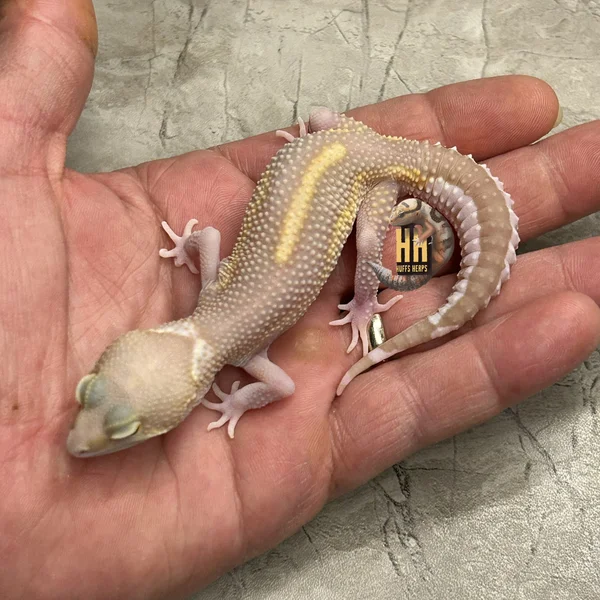 Black Night Tremper Mack Snow Eclipse
