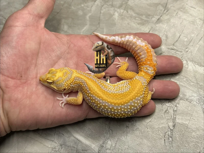 Red Diamond Cross High Contrast Tangerine Tremper pos het Eclipse