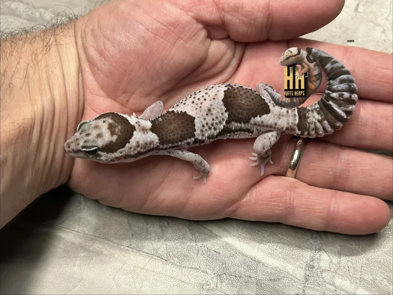 Oreo Het Patternless