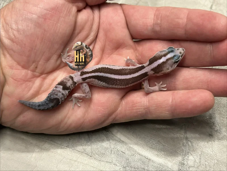 Striped Oreo Zulu