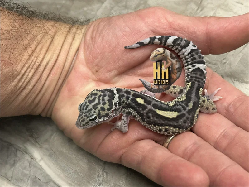 Melanistic Mack Snow Eclipse
