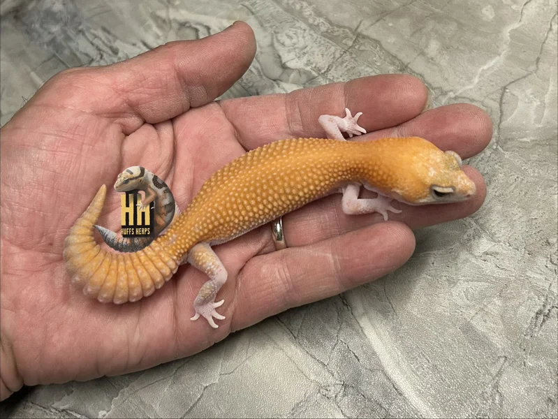 Hi-C Tangerine Amelanistic Patternless