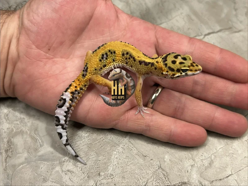 Clown/Joker Het Tremper