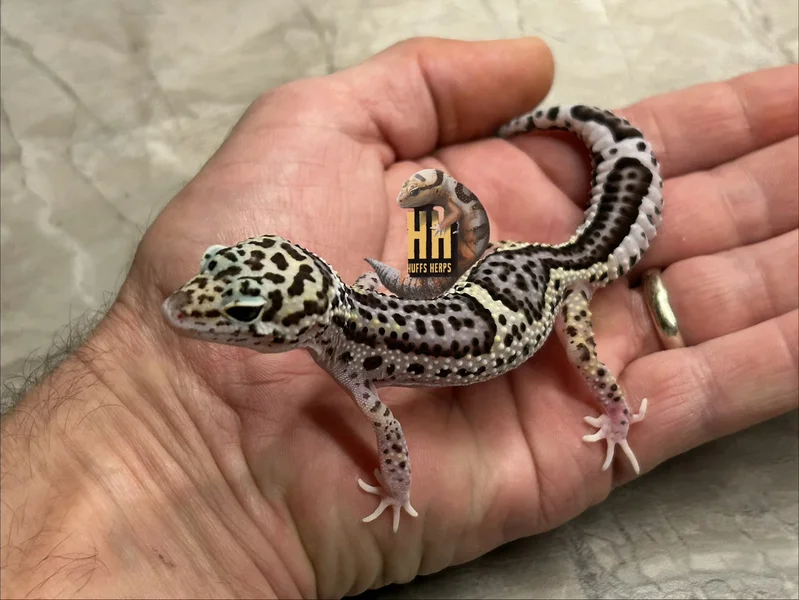Melanistic Mack Snow Eclipse