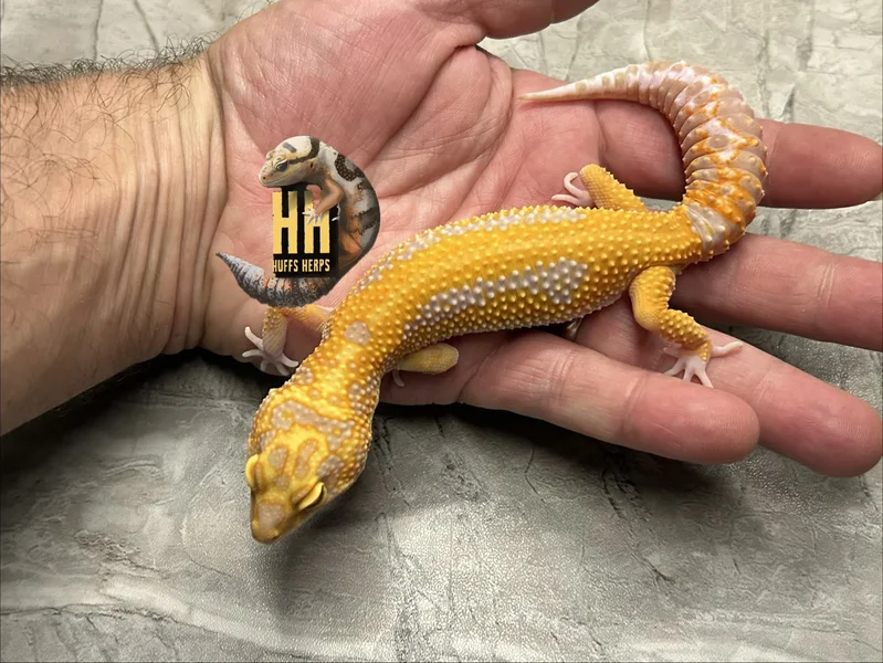Red Diamond Cross High Contrast Tangerine Tremper pos het Eclipse
