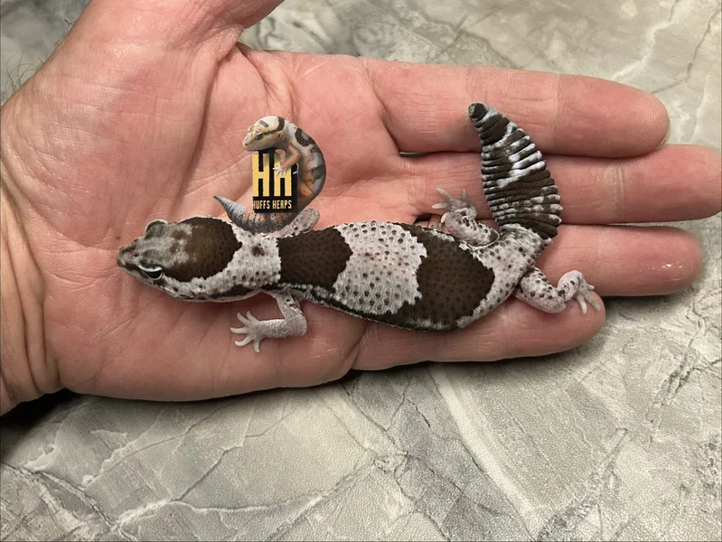 Oreo Het Patternless