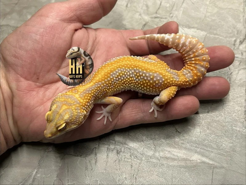 Red Diamond Cross High Contrast Tangerine Tremper pos het Eclipse