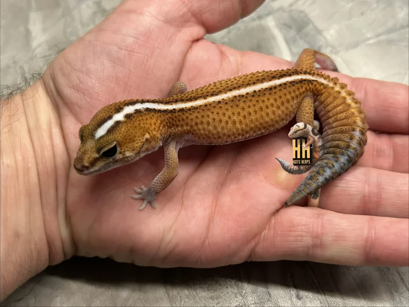 Striped Tangerine Patternless Het Amelanistic pos het Oreo