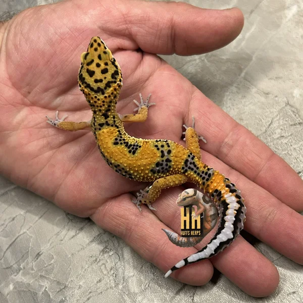 Clown/Joker Het Tremper