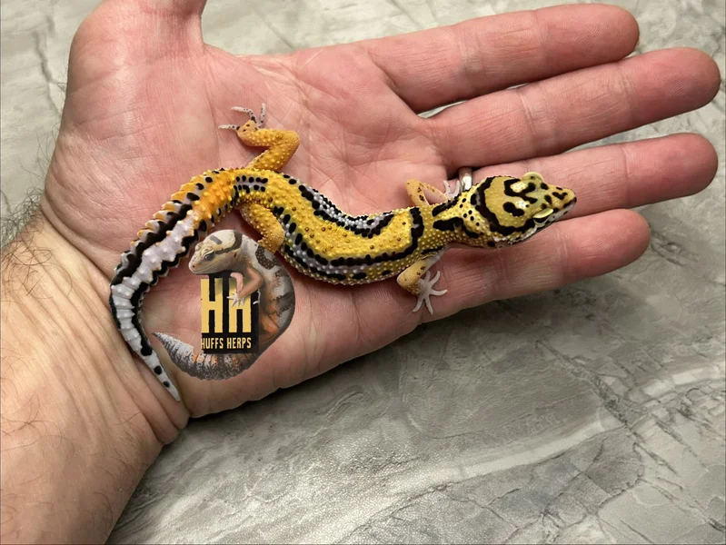 Bold Clown/Joker Het Tremper