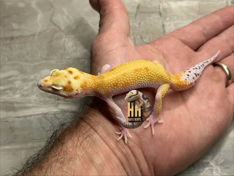 Tangerine Radar pos W&Y