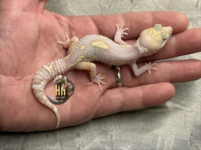Black Night Tremper Mack Snow Het Eclipse