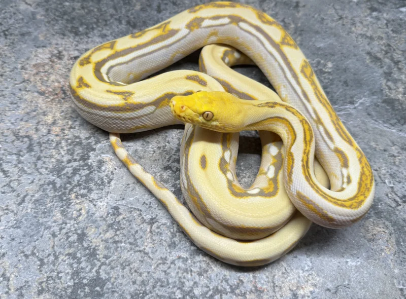 Renick Ghost Genetic Stripe (Kinked/Curled Tail) Priced accordingly