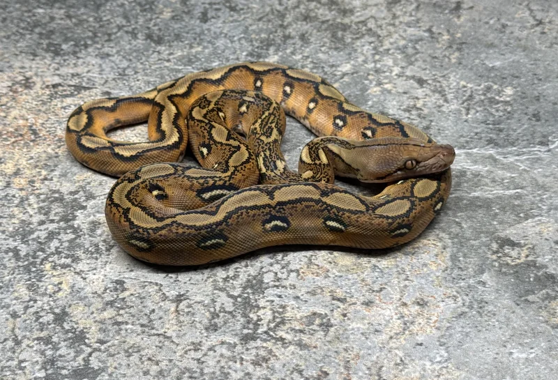 Sunfire HOGS Het Purple