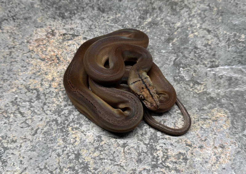 Motley GC Sun HOGS Het Purple