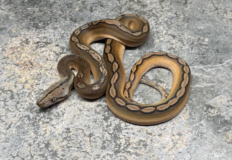 Motley Sunfire HOGS Het Purple