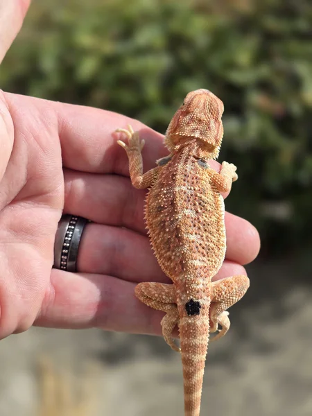 Hypo Genetic Stripe 66% Het Translucent Red Monster Outcross
