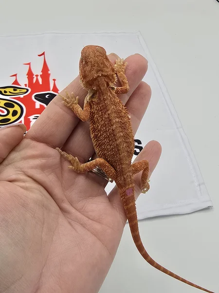 Genetic Stripe Hypo Translucent Red Monster Outcross